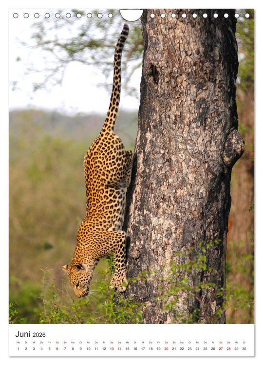 Produktbild: Leoparden - Die Beute im Visier. (Wandkalender 2026 DIN A4 hoch), CALVENDO Monatskalender