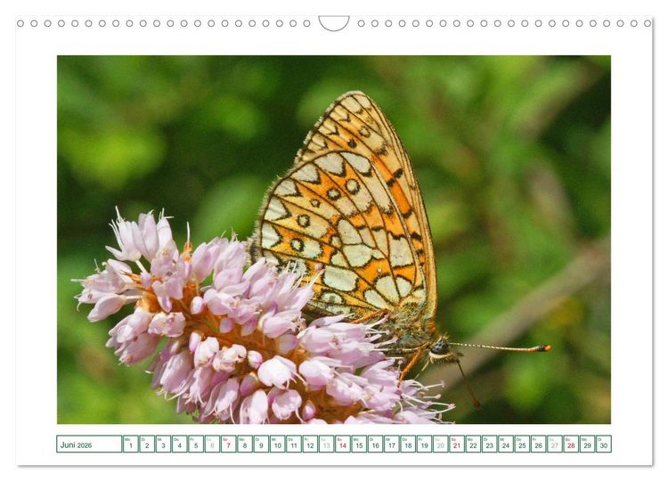Produktbild: Schmetterlinge: zart und bunt (Wandkalender 2026 DIN A3 quer), CALVENDO Monatskalender