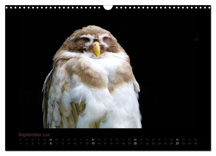 Produktbild: Eulen und K&auml;uze (Wandkalender 2026 DIN A3 quer), CALVENDO Monatskalender