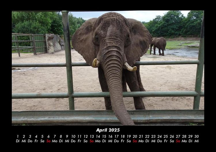 Produktbild: Der Tierkalender 2025 Fotokalender DIN A3