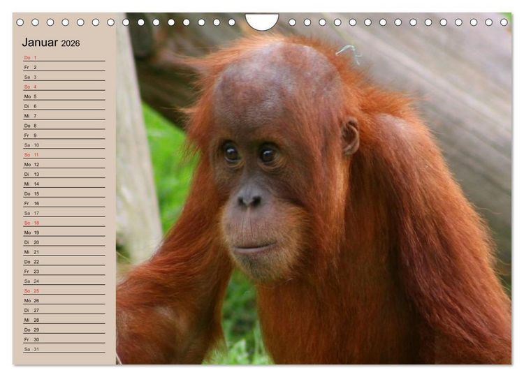 Produktbild: Orang-Utans (Wandkalender 2026 DIN A4 quer), CALVENDO Monatskalender