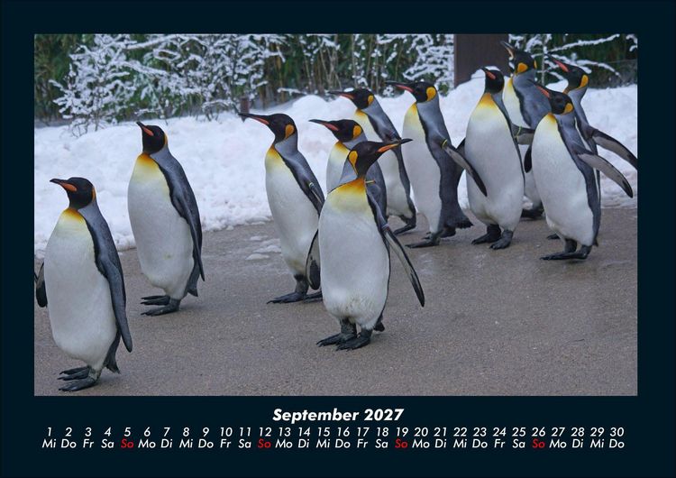 Produktbild: Pinguine & Eisb&auml;ren 2027 Fotokalender DIN A4