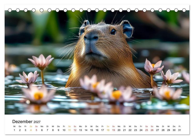 Produktbild: Capybara - liebenswertes gro&szlig;es Wasserschwein (Tischkalender 2027 DIN A5 quer), CALVENDO Monatskalender