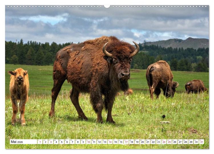 Produktbild: TATONKA Der nordamerikanische Bison (hochwertiger Premium Wandkalender 2026 DIN A2 quer), Kunstdruck in Hochglanz