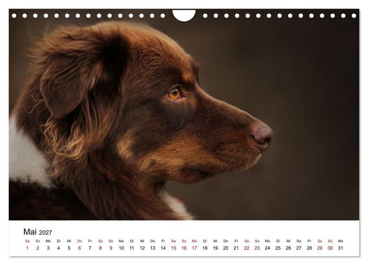 Produktbild: Australian Shepherd - Treue Blicke, wilde Herzen (Wandkalender 2027 DIN A4 quer), CALVENDO Monatskalender