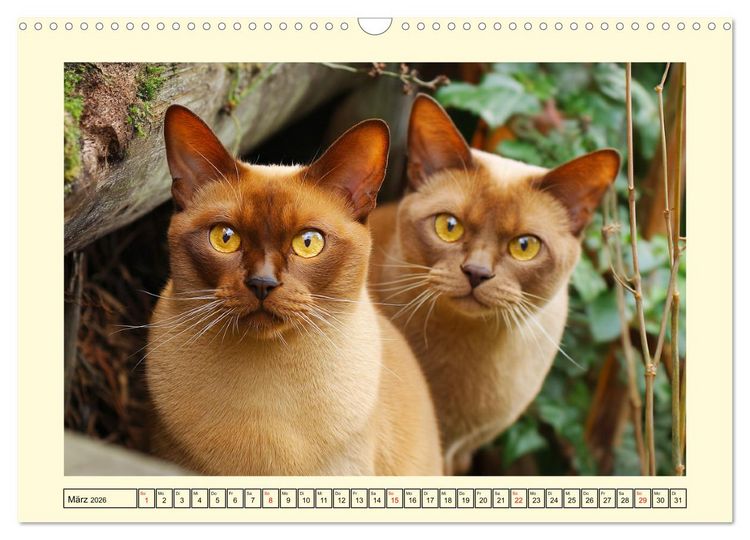 Produktbild: Burma-Katzen. Ausstrahlung und Anmut der faszinierenden Samtpfoten (Wandkalender 2026 DIN A3 quer), CALVENDO Monatskalender