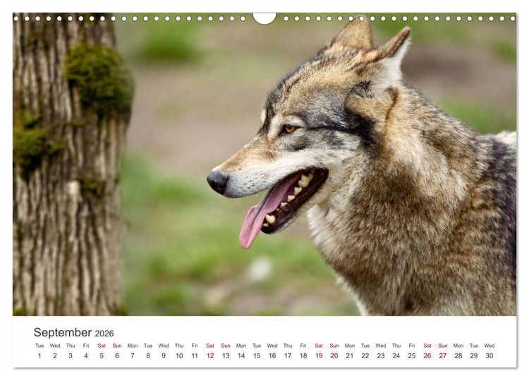 Produktbild: Wild Canada (Wall Calendar 2026 DIN A3 landscape), CALVENDO 12 Month Wall Calendar