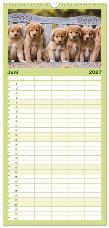 Produktbild: Familienplaner 2027 - Toller - Nova Scotia Duck Tolling Retriever mit 5 Spalten (Wandkalender, 21 x 45 cm) CALVENDO