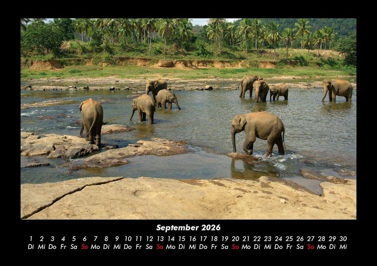 Produktbild: Elefanten - Die sanften Riesen Afrikas 2026 Fotokalender DIN A3