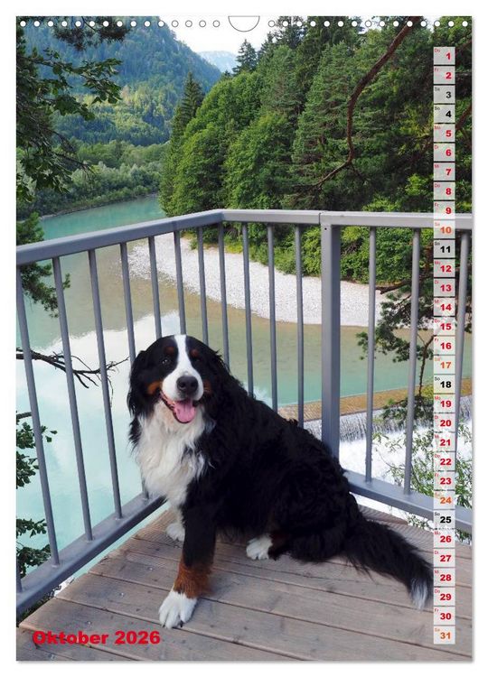 Produktbild: B&Auml;R - Der Berner Sennenhund (Wandkalender 2026 DIN A3 hoch), CALVENDO Monatskalender