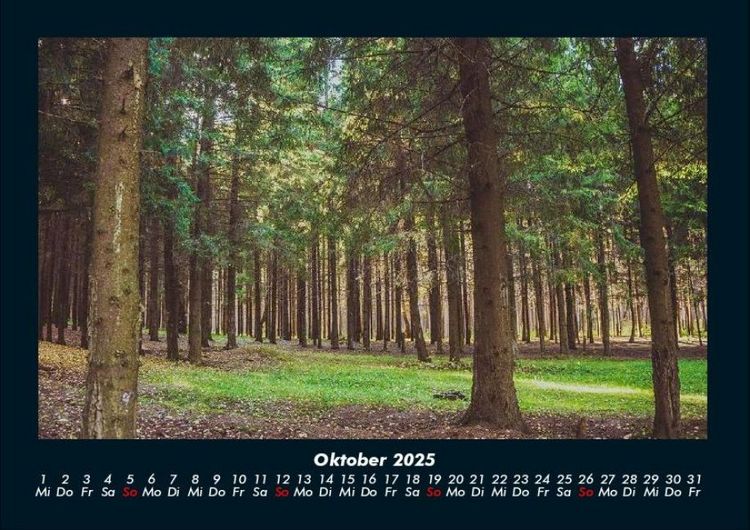 Produktbild: B&auml;ume 2025 Fotokalender DIN A4