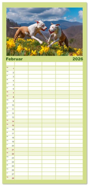 Produktbild: Familienplaner 2026 - Pit Bull Terrier. Zwischen Wildblumen und Gro&szlig;stadtglanz mit 5 Spalten (Wandkalender, 21 x 45 cm) CALVENDO