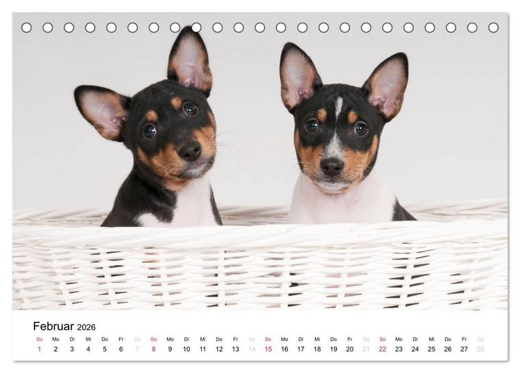 Produktbild: Bezaubernde Basenji-Welpen (Tischkalender 2026 DIN A5 quer), CALVENDO Monatskalender