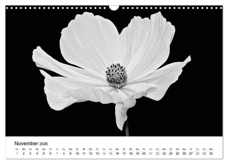 Produktbild: Blumen 2026, Schwarz-Wei&szlig; (Wandkalender 2026 DIN A3 quer), CALVENDO Monatskalender