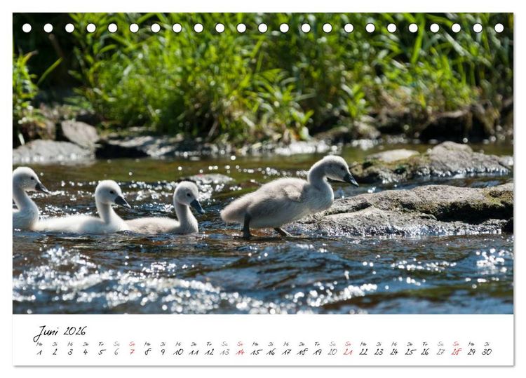 Produktbild: Ein Jahr mit den Schw&auml;nen (Tischkalender 2026 DIN A5 quer), CALVENDO Monatskalender