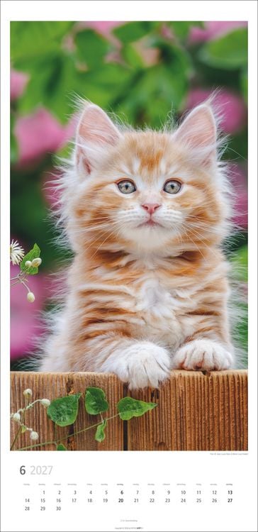 Produktbild: Katzen Kalender 2027