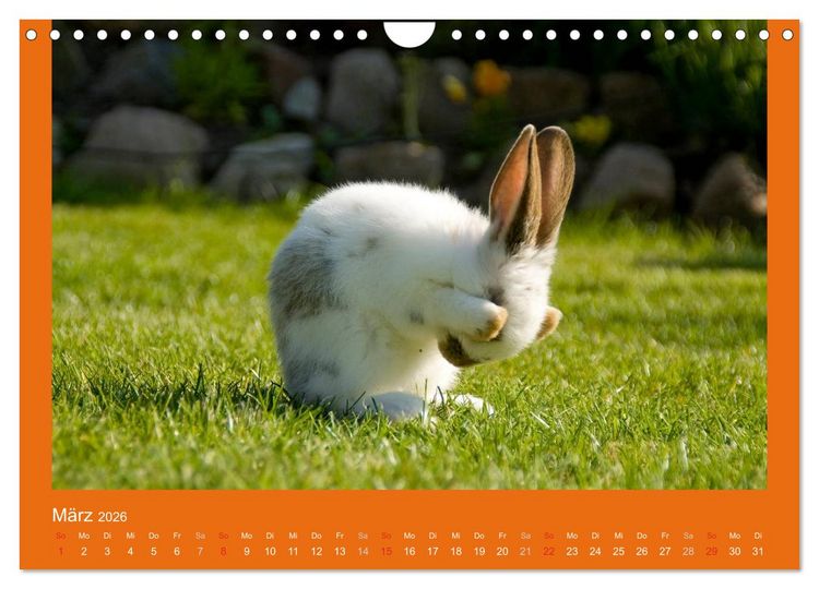 Produktbild: Tierkinder (Wandkalender 2026 DIN A4 quer), CALVENDO Monatskalender