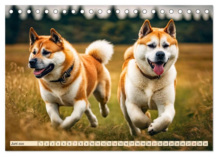 Produktbild: Akita Inu - Inbegriff der Treue (Tischkalender 2026 DIN A5 quer), CALVENDO Monatskalender