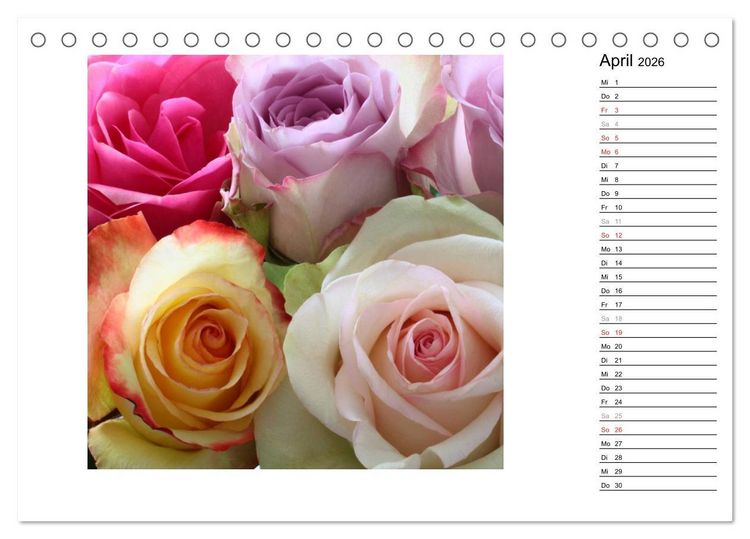 Produktbild: Die vielen Gesichter der Rosen (Tischkalender 2026 DIN A5 quer), CALVENDO Monatskalender
