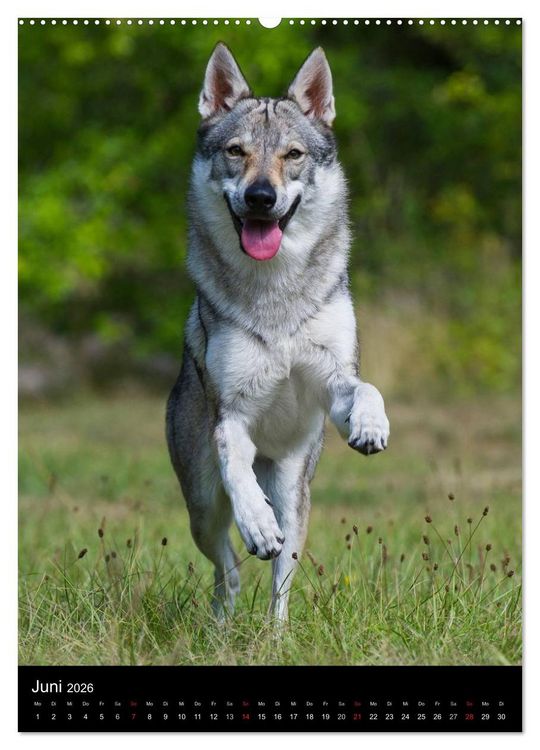 Produktbild: Faszination Wolfhund (hochwertiger Premium Wandkalender 2026 DIN A2 hoch), Kunstdruck in Hochglanz