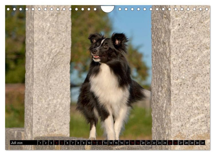 Produktbild: Shetland Sheepdogs - Kleine Charmeure (Wandkalender 2026 DIN A4 quer), CALVENDO Monatskalender