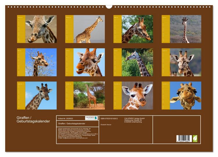 Produktbild: Giraffen / Geburtstagskalender (Wandkalender 2026 DIN A2 quer), CALVENDO Monatskalender