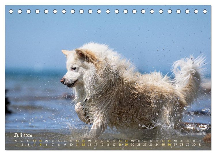 Produktbild: Mein isl&auml;ndischer Wasserhund (Tischkalender 2026 DIN A5 quer), CALVENDO Monatskalender