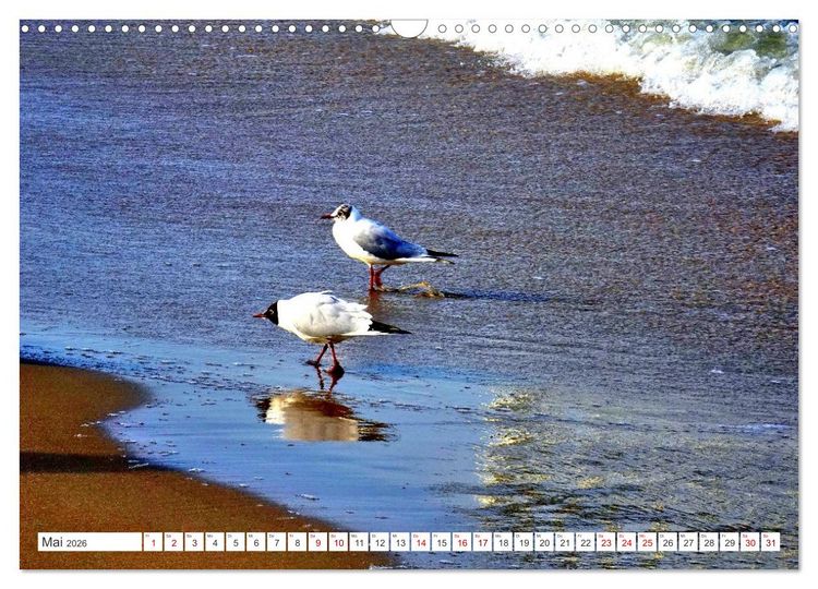Produktbild: Lachm&ouml;wen an der Ostsee (Wandkalender 2026 DIN A3 quer), CALVENDO Monatskalender