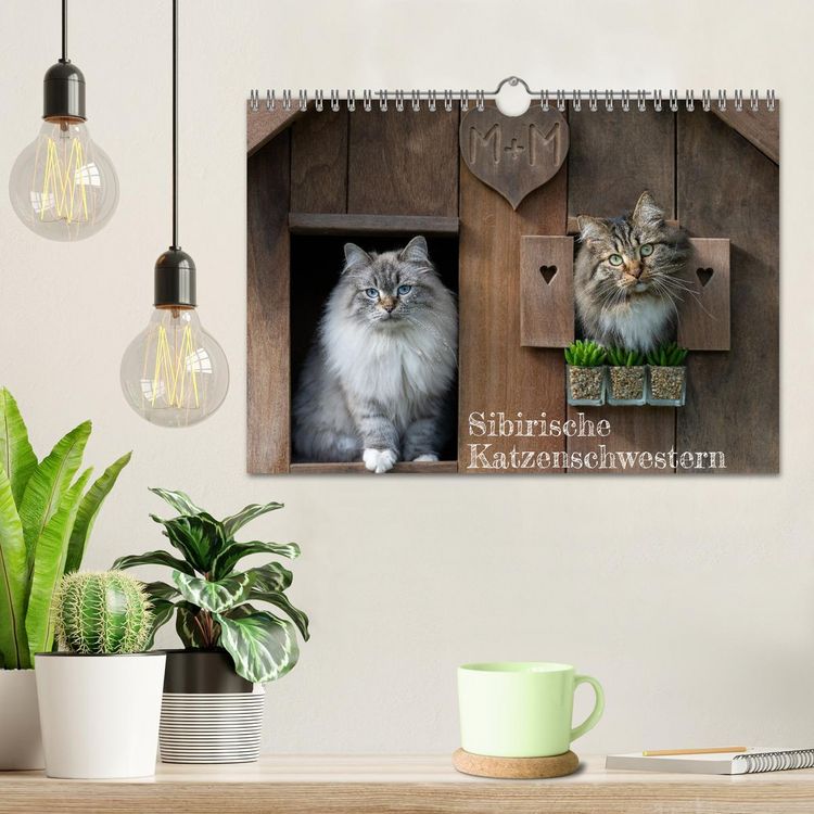 Produktbild: Maui und Molokai - Sibirische Katzenschwestern (Wandkalender 2026 DIN A4 quer), CALVENDO Monatskalender