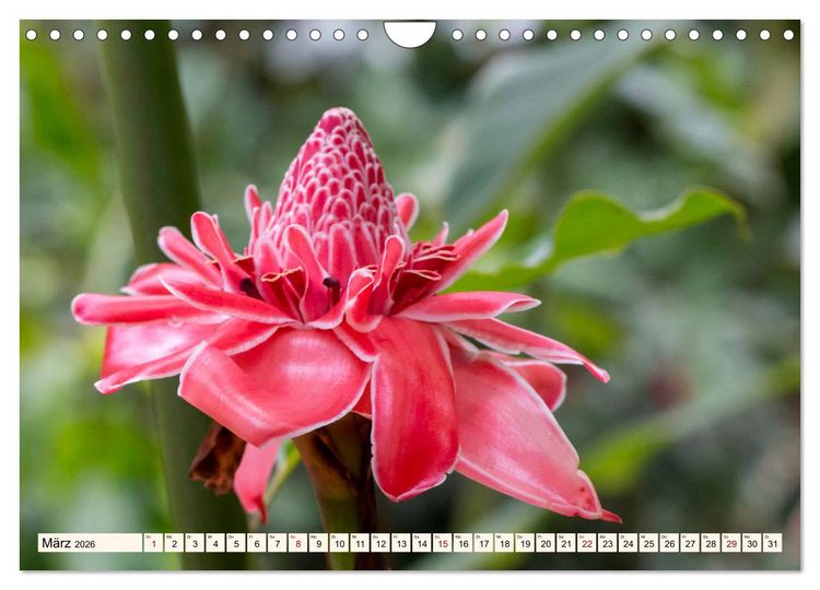 Produktbild: Costa Rica - Farben des Regenwaldes (Wandkalender 2026 DIN A4 quer), CALVENDO Monatskalender