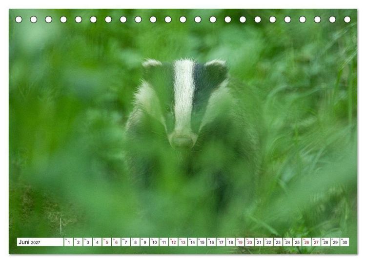 Produktbild: Wildtiere im M&uuml;ritz-Nationalpark (Tischkalender 2027 DIN A5 quer), CALVENDO Monatskalender