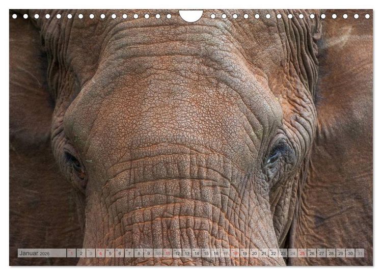 Produktbild: Emotionale Momente: Afrikas Big Five (Wandkalender 2026 DIN A4 quer), CALVENDO Monatskalender