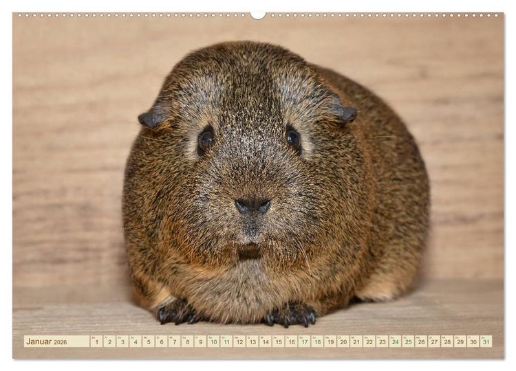 Produktbild: MEERSCHWEINCHEN neugierig - s&uuml;&szlig; - liebenswert (Wandkalender 2026 DIN A2 quer), CALVENDO Monatskalender