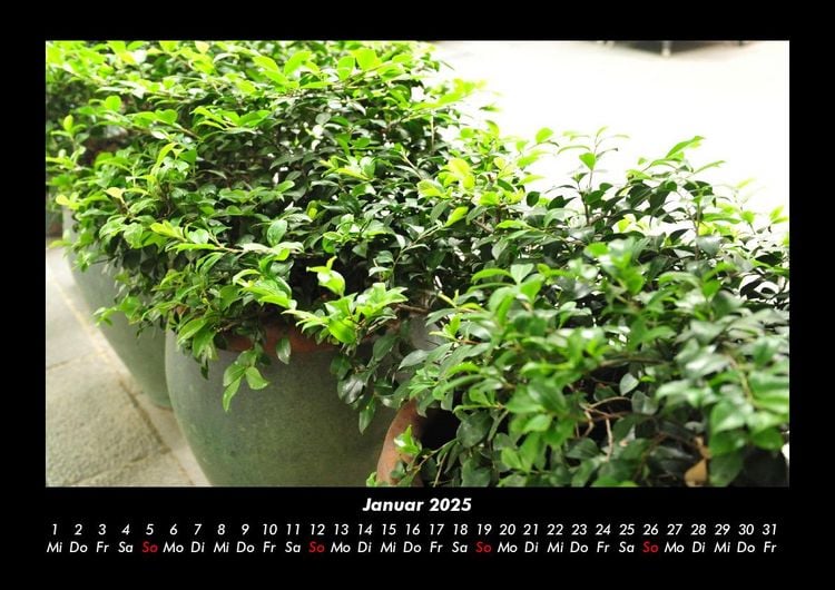 Produktbild: Pflanzen und Bl&uuml;ten 2025 Fotokalender DIN A3
