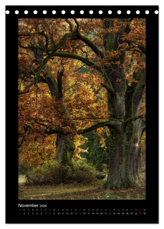 Produktbild: Mythos Baum / 2026 (Tischkalender 2026 DIN A5 hoch), CALVENDO Monatskalender