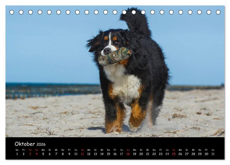 Produktbild: Berner Sennenhund 2026 (Tischkalender 2026 DIN A5 quer), CALVENDO Monatskalender