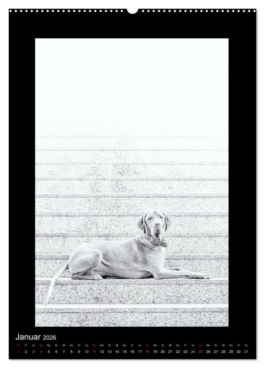 Produktbild: Vizsla-Liebe (Wandkalender 2026 DIN A2 hoch), CALVENDO Monatskalender