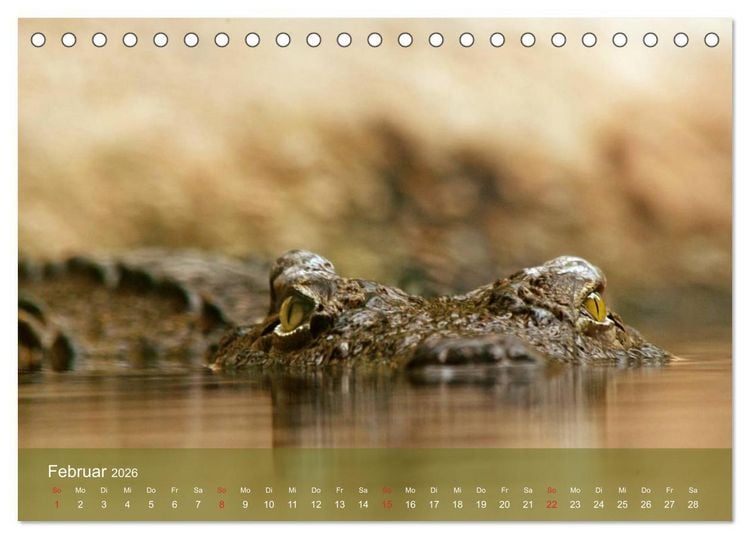 Produktbild: Alligatoren und Co. (Tischkalender 2026 DIN A5 quer), CALVENDO Monatskalender