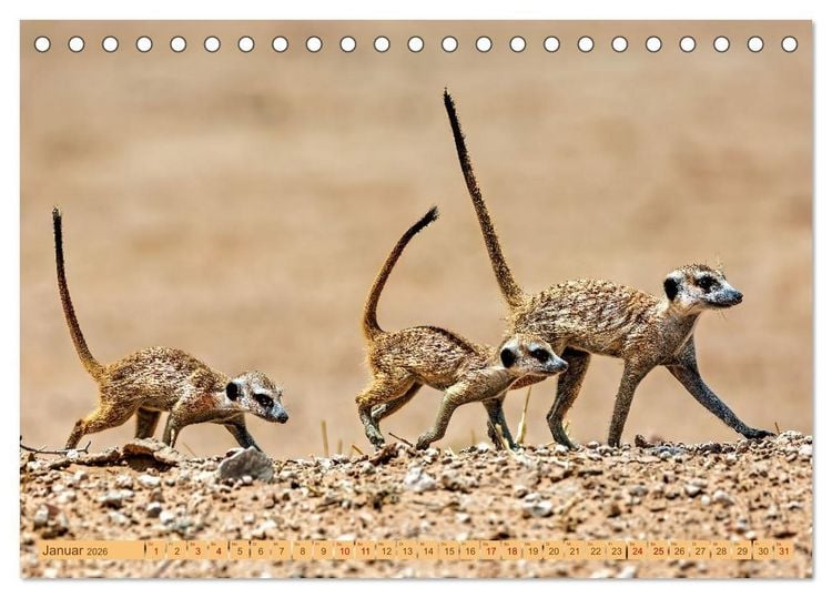 Produktbild: Afrikas Tierwelt - Erdm&auml;nnchen (Tischkalender 2026 DIN A5 quer), CALVENDO Monatskalender