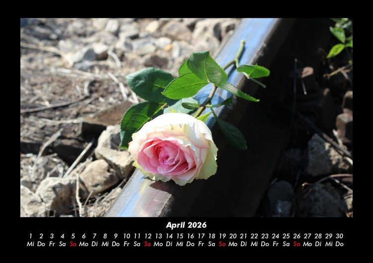 Produktbild: Rosentraum 2026 Fotokalender DIN A3