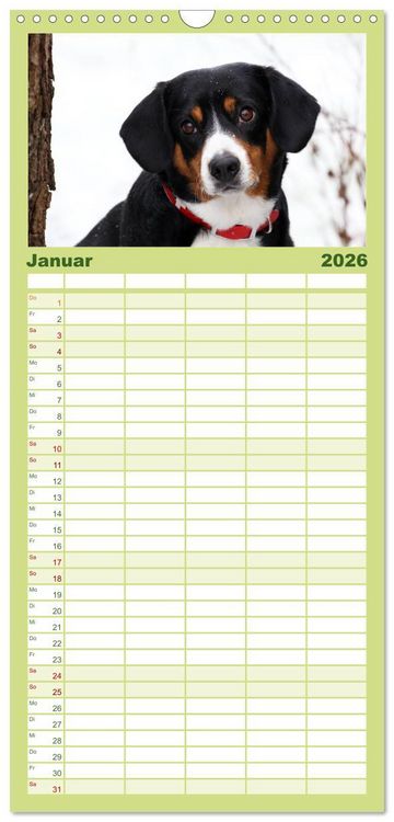 Produktbild: Familienplaner 2026 - Entlebucher Sennenhund - treue Freunde mit 5 Spalten (Wandkalender, 21 x 45 cm) CALVENDO