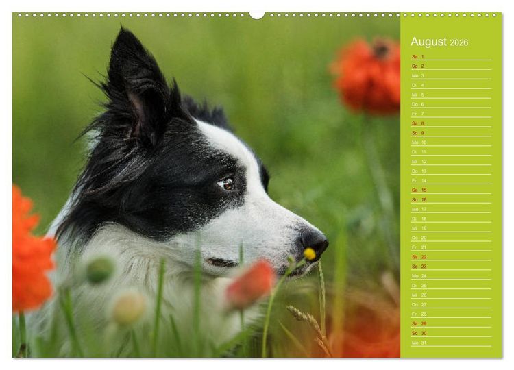 Produktbild: Border Collies - nicht nur schwarzwei&szlig; (Wandkalender 2026 DIN A2 quer), CALVENDO Monatskalender