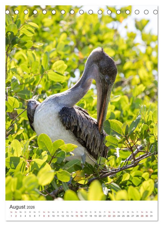Produktbild: Galapagos - Atemberaubende Tierwelt (Tischkalender 2026 DIN A5 hoch), CALVENDO Monatskalender
