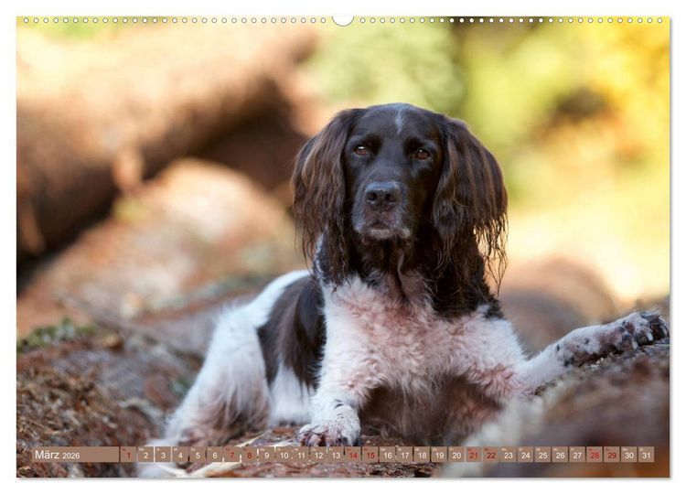 Produktbild: Passion Jagdhund - Kleiner M&uuml;nsterl&auml;nder (Wandkalender 2026 DIN A2 quer), CALVENDO Monatskalender