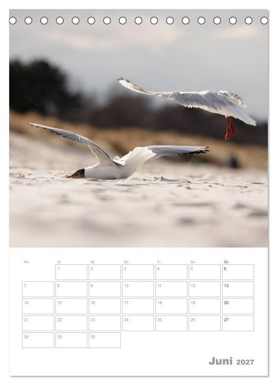 Produktbild: M&ouml;wen - die V&ouml;gel der K&uuml;ste (Tischkalender 2027 DIN A5 hoch), CALVENDO Monatskalender