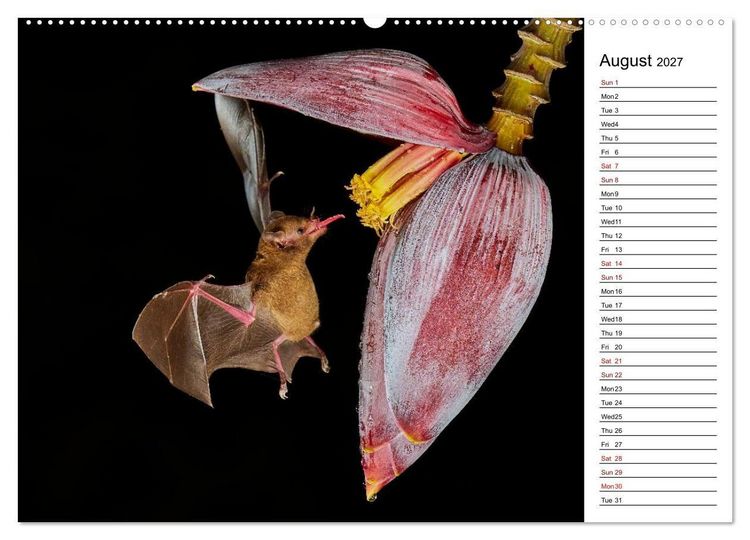 Produktbild: Feel the Wild &ndash; Costa Rica (High Quality Premium Wall Calendar 2027 DIN A2 landscape),CALVENDO 12 Month Wall Calendar