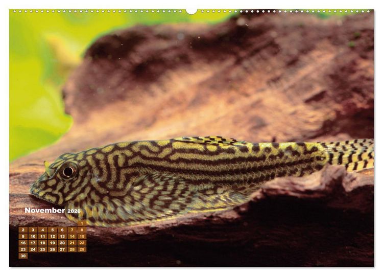 Produktbild: Glanz im Aquarium: S&uuml;&szlig;wasserfische (hochwertiger Premium Wandkalender 2026 DIN A2 quer), Kunstdruck in Hochglanz