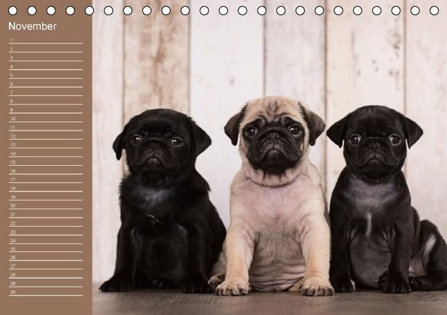 Produktbild: Ein Mops f&uuml;rs Herz (Tischkalender immerw&auml;hrend DIN A5 quer)