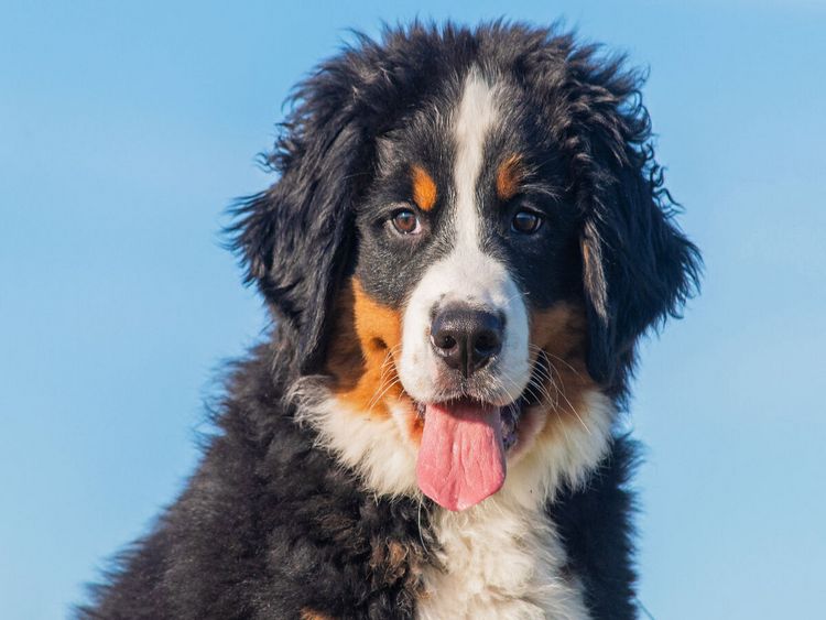 Produktbild: CALVENDO Puzzle Ein entz&uuml;ckender junger Berner Sennenhund | 1000 Teile Lege-Gr&ouml;&szlig;e 64x48cm Foto-Puzzle f&uuml;r gl&uuml;ckliche Stunden