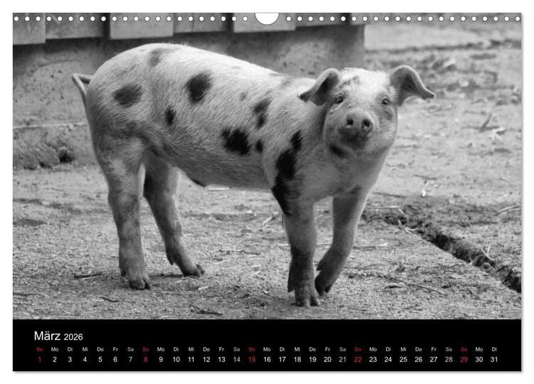 Produktbild: Das Leben der Schweine (Wandkalender 2026 DIN A3 quer), CALVENDO Monatskalender